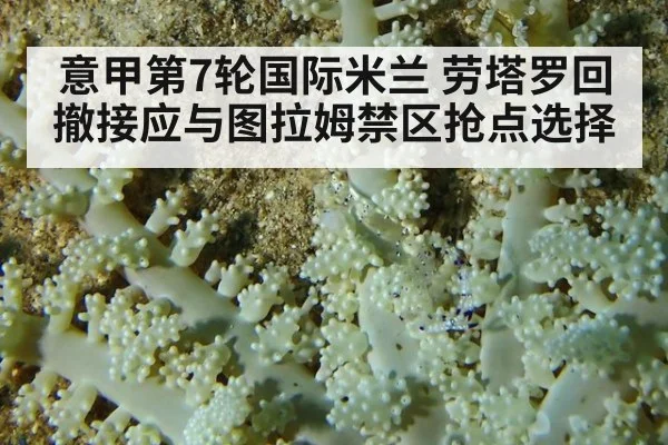 意甲第7轮国际米兰 劳塔罗回撤接应与图拉姆禁区抢点选择